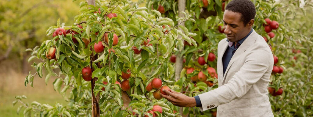 Man picking apples, destination pr; tourism pr; event pr; pr agency suffolk; pr agency ipswich; pr agency herts; pr agency harlow; pr agency essex; pr agency basildon; pr agency braintree; pr agency brentwood; pr agency colchester; pr agency chelmsford; pr agency cambridge; pr agency epping; pr agency southend; pr agency thurrock; commercial photographer essex; commercial photographer colchester