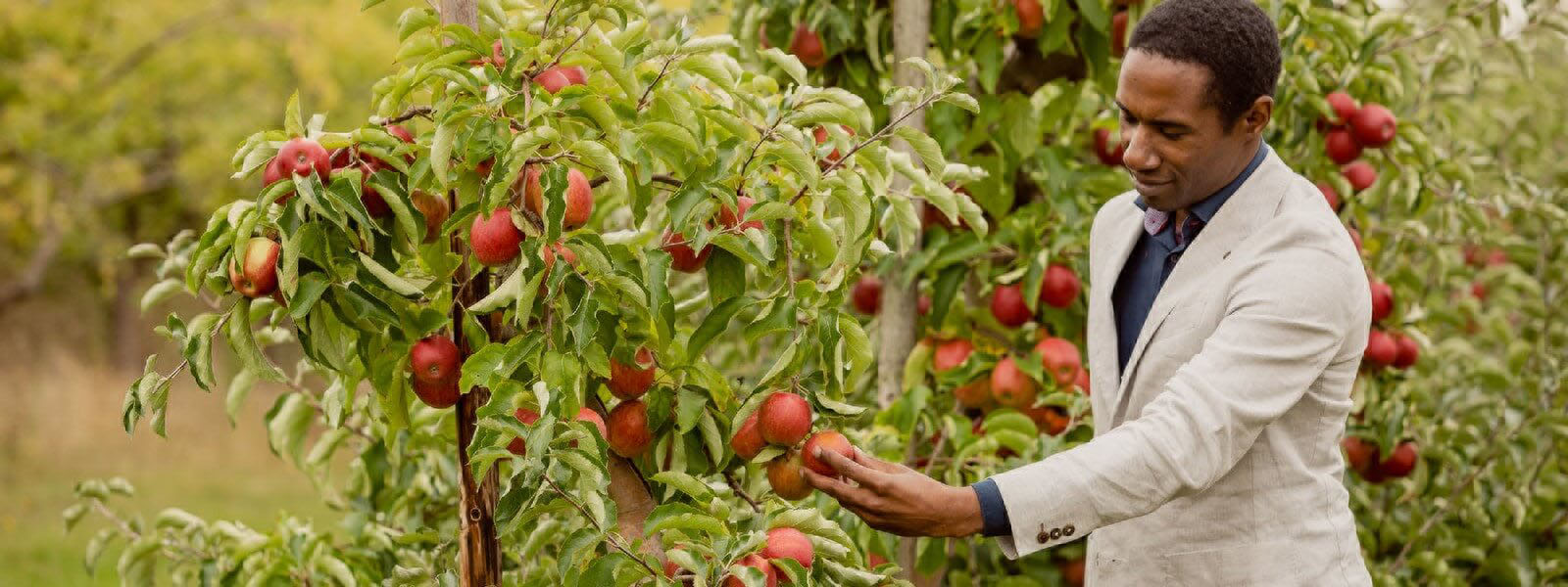 Man picking apples, destination pr; tourism pr; event pr; pr agency suffolk; pr agency ipswich; pr agency herts; pr agency harlow; pr agency essex; pr agency basildon; pr agency braintree; pr agency brentwood; pr agency colchester; pr agency chelmsford; pr agency cambridge; pr agency epping; pr agency southend; pr agency thurrock; commercial photographer essex; commercial photographer colchester